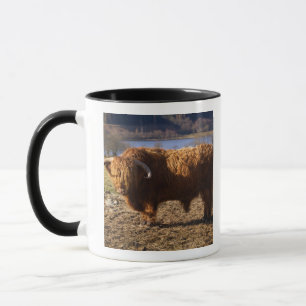 Highland Cattle Bull, Schottland Tasse
