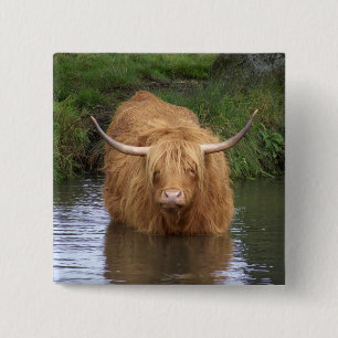 Highland Cattle Button