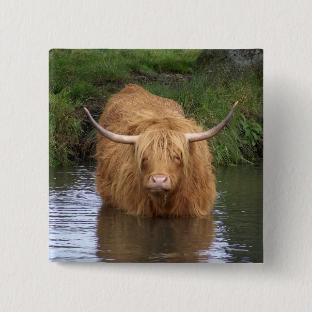 Highland Cattle Button (Vorderseite)
