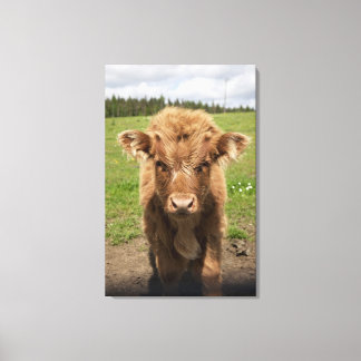 Highland Cattle calf, in der Nähe von Dufftown Leinwanddruck