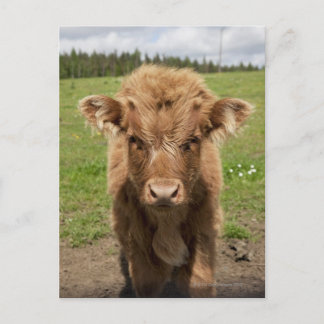 Highland Cattle calf, in der Nähe von Dufftown Postkarte