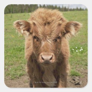 Highland Cattle calf, in der Nähe von Dufftown Quadratischer Aufkleber