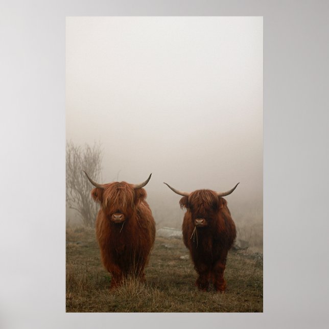 Highland Cattle Fog Foto Poster (Vorne)