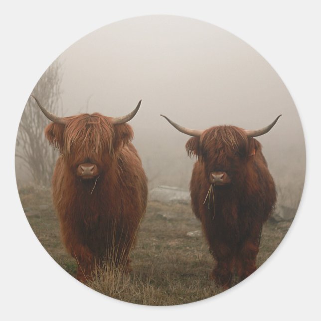 Highland Cattle Fog Foto Runder Aufkleber (Vorderseite)