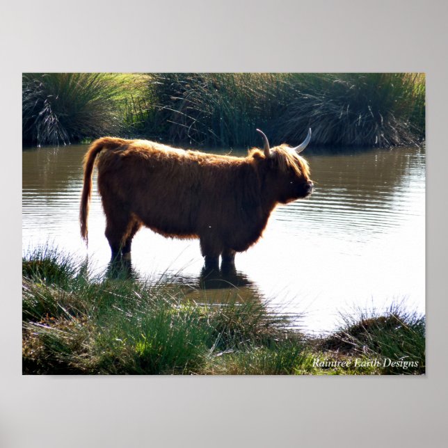 Highland Cattle Poster (Vorne)
