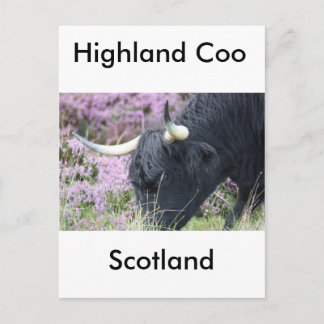 Highland Coo Postkarte