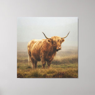Highland Cow auf DAWN Leinwanddruck