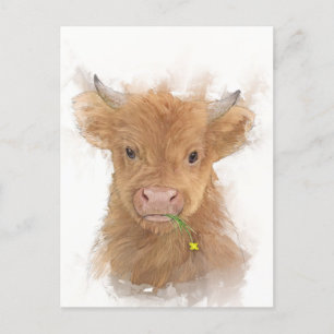 Highland Cow Calf Portrait Postkarte