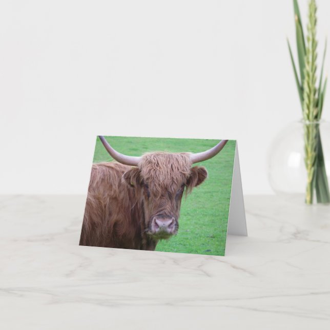 Highland Cow Card Feiertagskarte (Vorderseite)