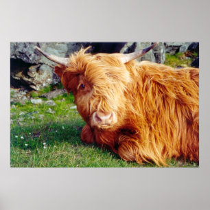 Highland Cow Foto Poster