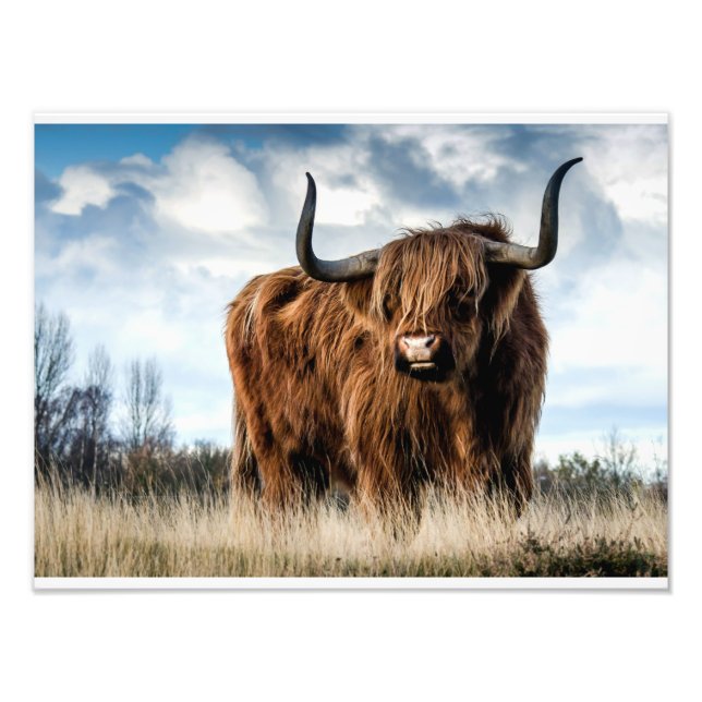 Highland Cow Fotodruck (Vorne)