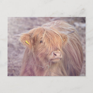 Highland Cow, Highland Cattle Postkarte