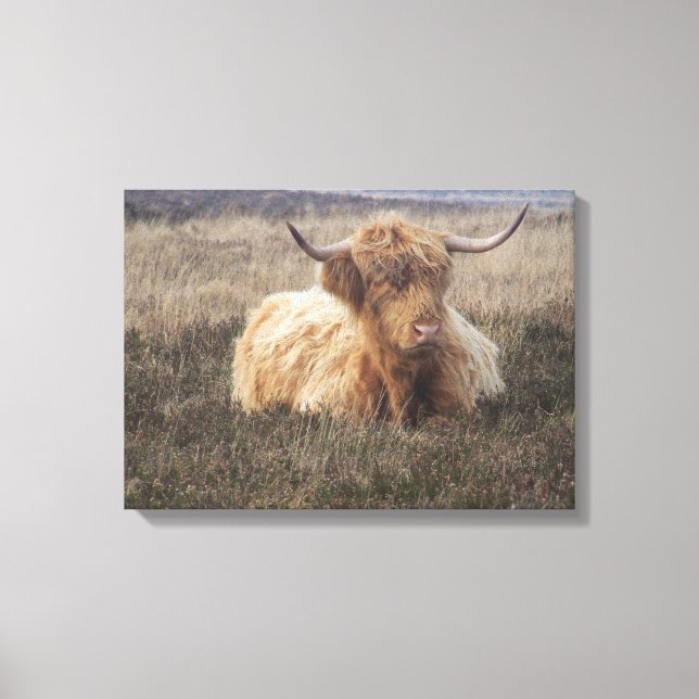 Highland Cow in Dartmoor Leinwanddruck (Vorderseite)