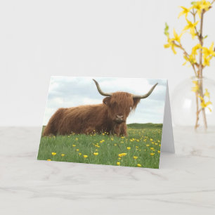 Highland Cow Karte
