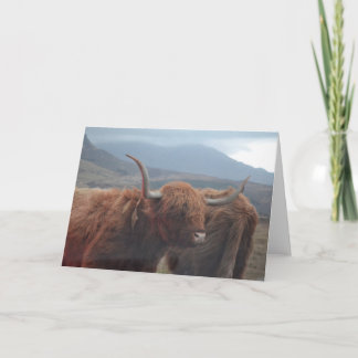 Highland Cow Karte