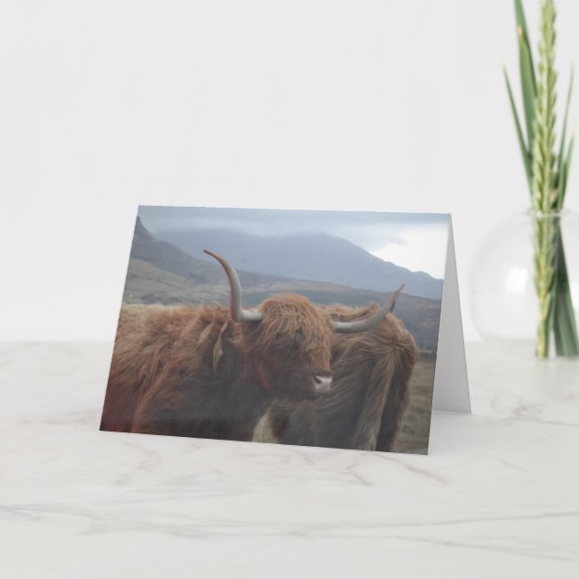Highland Cow Karte (Vorderseite)
