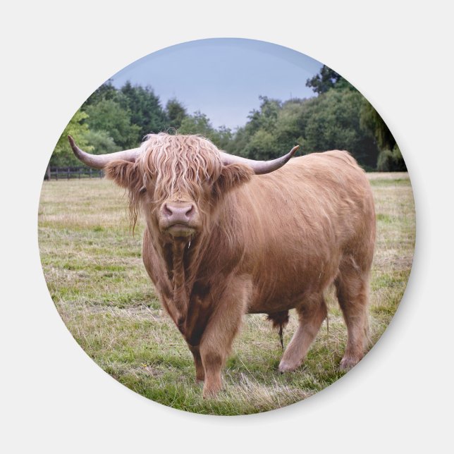 Highland Cow Magnet (Vorne)
