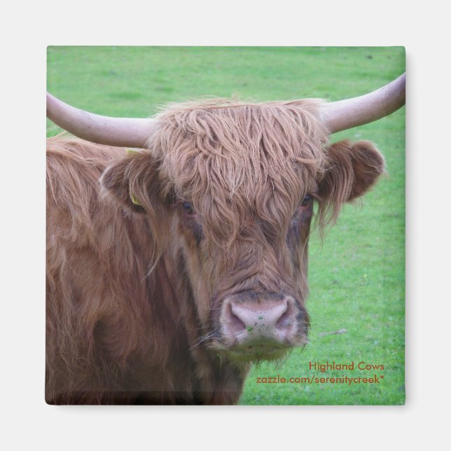 Highland Cow Magnet (Vorne)