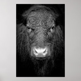 HIGHLAND COW NAH-UP - SCHWARZ UND WEISS POSTER