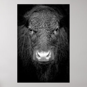 HIGHLAND COW NAH-UP - SCHWARZ UND WEISS POSTER