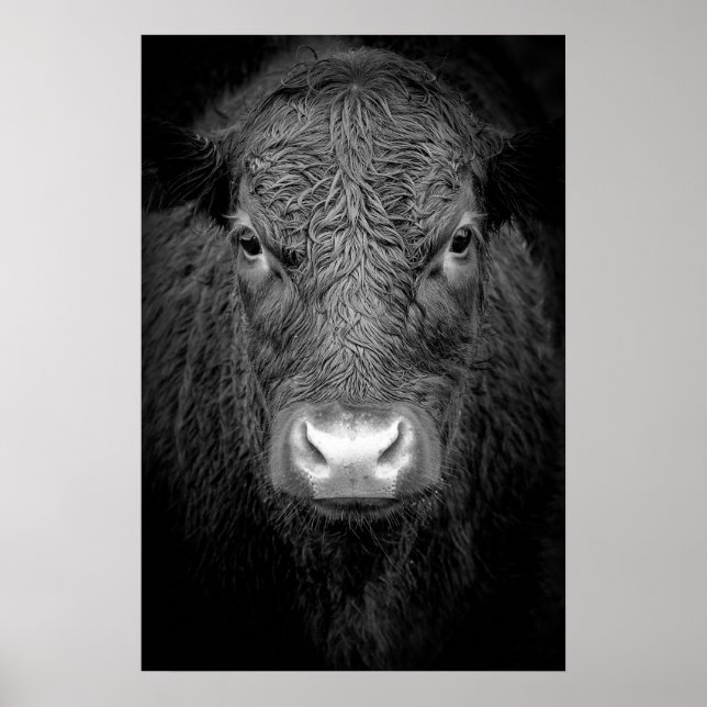 HIGHLAND COW NAH-UP - SCHWARZ UND WEISS POSTER (Vorne)