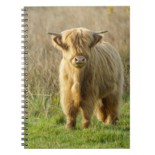Highland Cow Notizblock