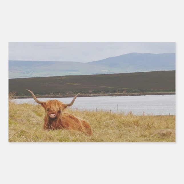 Highland Cow Orkney Sticker (Vorderseite)