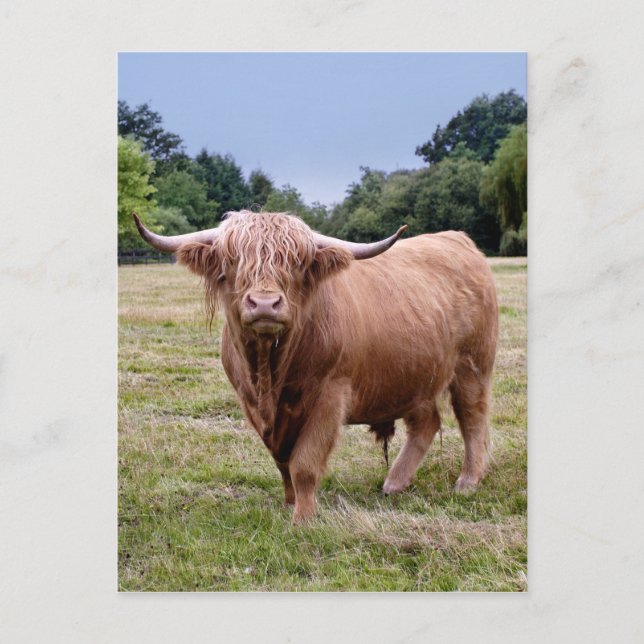 Highland Cow Postcard Postkarte (Vorderseite)