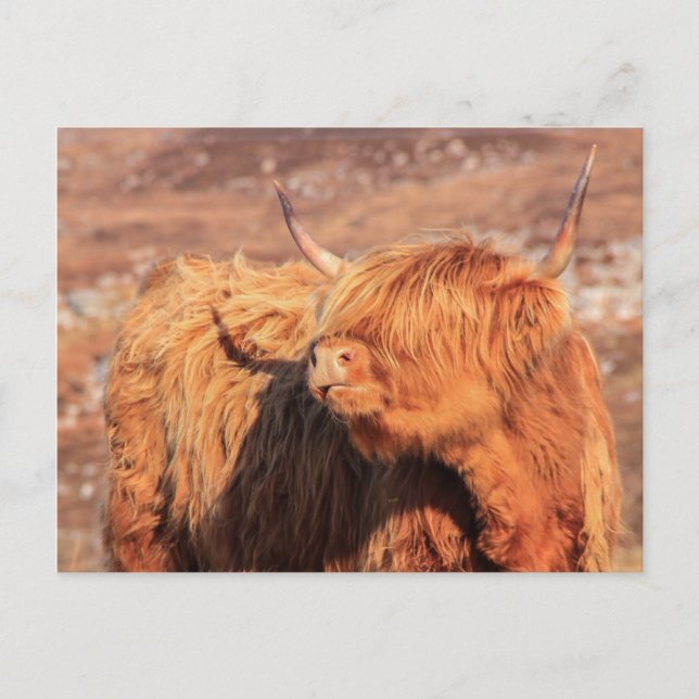 Highland Cow Postcard Postkarte (Vorderseite)