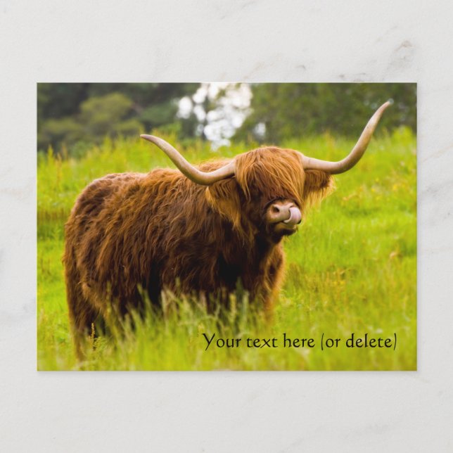 Highland Cow Postcard Postkarte (Vorderseite)