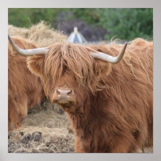 Highland Cow Poster (Vorne)