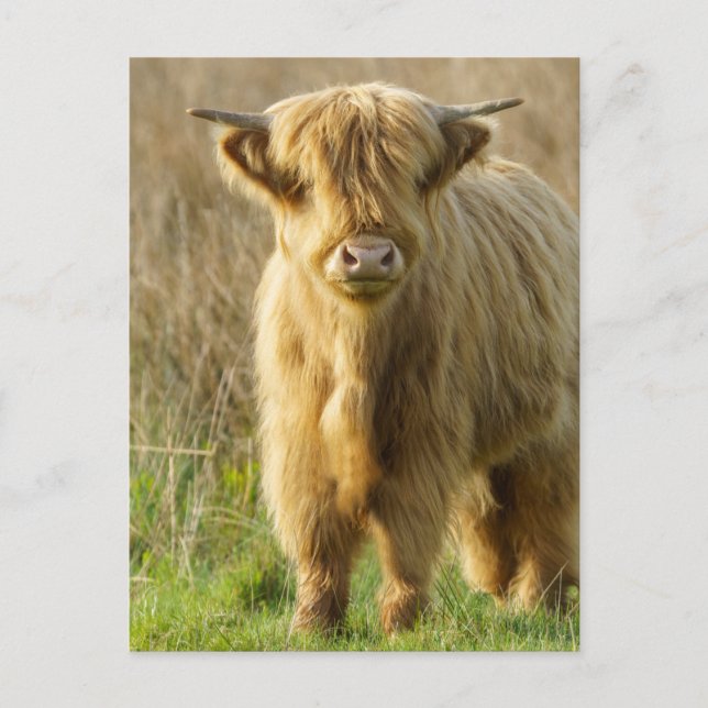 Highland Cow Postkarte (Vorderseite)