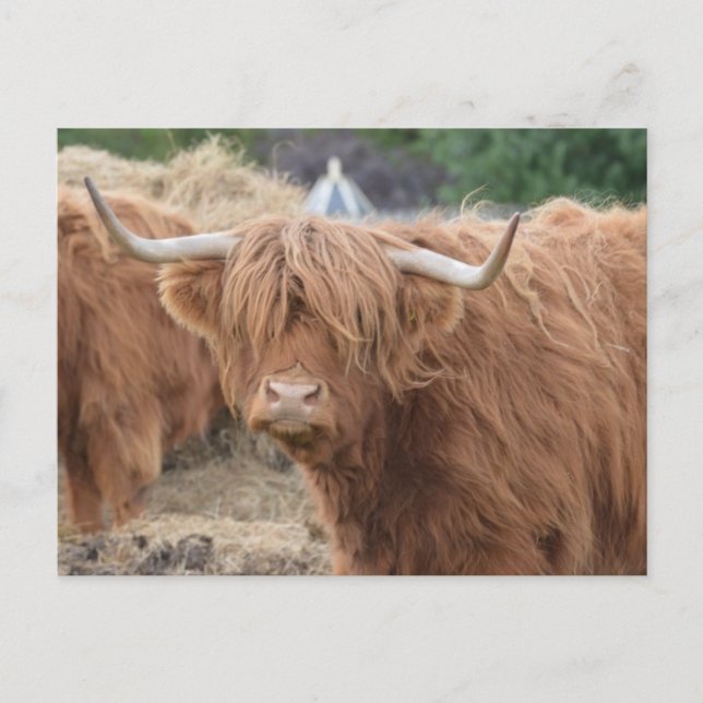 Highland Cow Postkarte (Vorderseite)