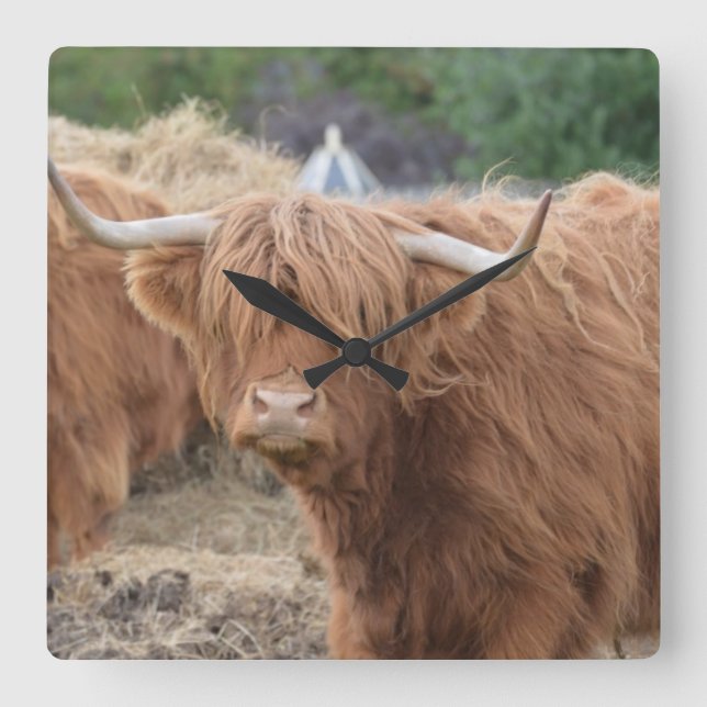 Highland Cow Quadratische Wanduhr (Vorderseite)