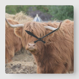 Highland Cow Quadratische Wanduhr