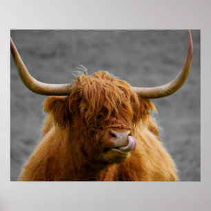 Highland Cow Schottland Rustikal Schwarz-weiß Poster