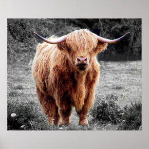 Highland Cow Schottland Rustikales Poster Schwarz 