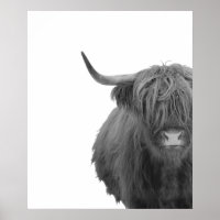 Highland Cow Schottland Rustikales Schwarz-weißes 