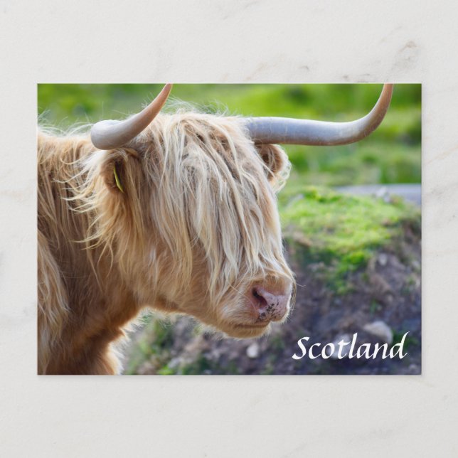 Highland Cow Scotland Postcard Postkarte (Vorderseite)