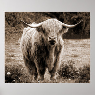 Highland Cow Scotland Rustic Brown Monoton Poster