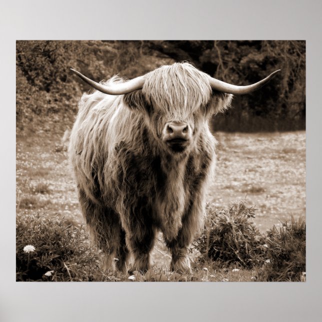 Highland Cow Scotland Rustic Brown Monoton Poster (Vorne)