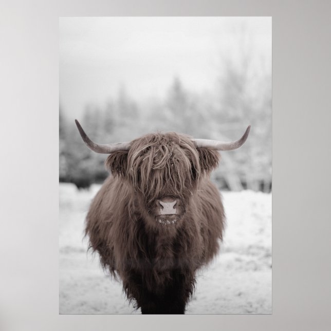 Highland Cow Scotland Rustic Farm Poster (Vorne)