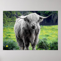 Highland Cow Scotland Rustic