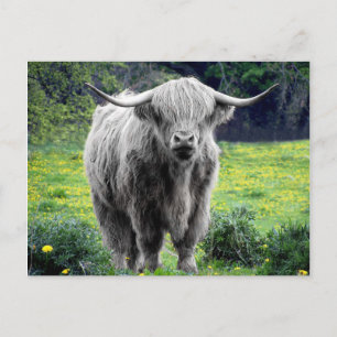 Highland Cow Scotland Rustic Postkarte