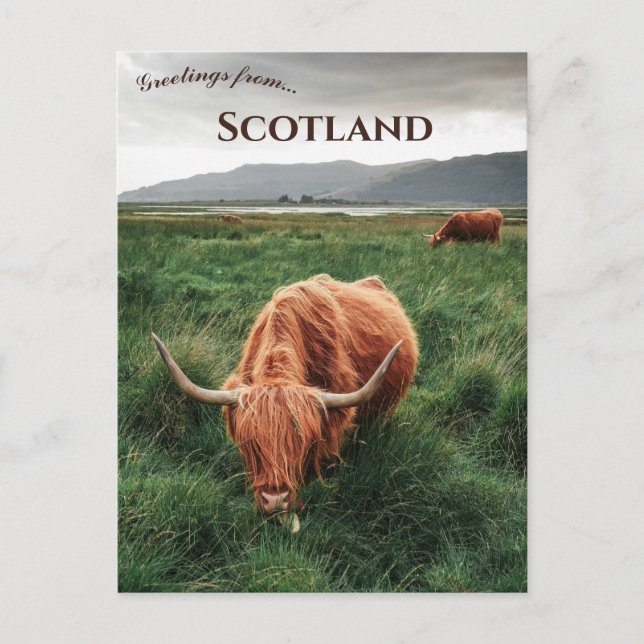 Highland Cows Isle of Mull Scotland Postkarte (Vorderseite)