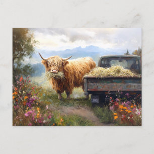 Highland-Kuh frisst Heu Postkarte