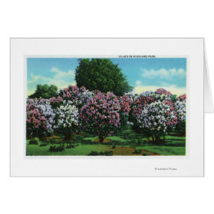 Highland Park Lilacs in Bloom