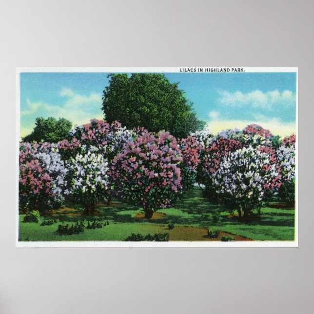 Highland Park Lilacs in Bloom Poster (Vorne)