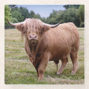 Highland-Rind Glasuntersetzer