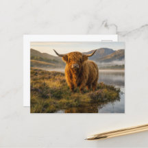 Highland-Rind Schottische Highlands Nebliger Loch 